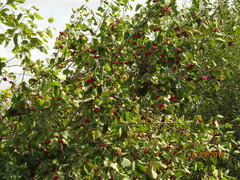 Crataegus sanguinea