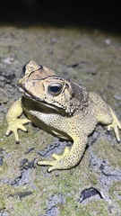 Duttaphrynus melanostictus
