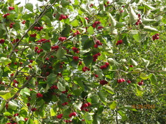 Crataegus sanguinea