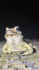 Duttaphrynus melanostictus