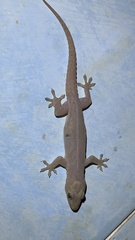 Hemidactylus