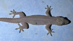 Hemidactylus