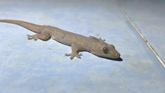 Hemidactylus