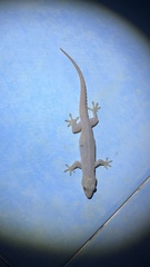 Hemidactylus