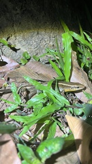 Eutropis multifasciata