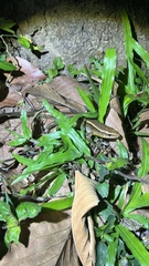 Eutropis multifasciata