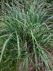 Poa foliosa