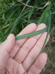 Poa foliosa