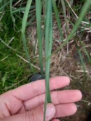 Poa foliosa