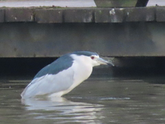 Nycticorax nycticorax nycticorax