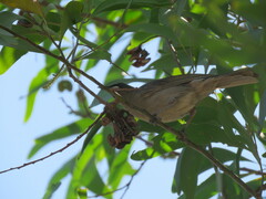 Stomiopera unicolor