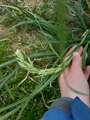Poa foliosa