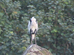 Ardea cinerea jouyi