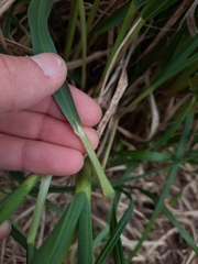 Poa foliosa