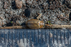 Lochmaea suturalis