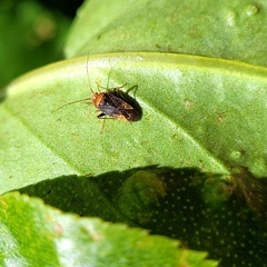 Chinamiris aurantiacus