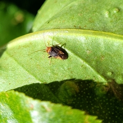 Chinamiris aurantiacus