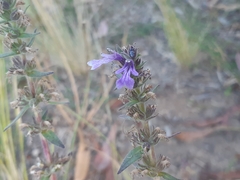 Ajuga australis