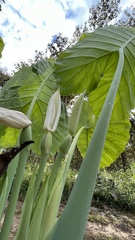 Alocasia macrorrhizos