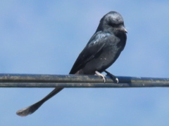 Dicrurus macrocercus harterti
