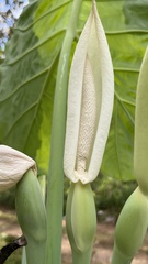 Alocasia macrorrhizos