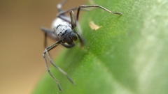 Sphecotypus