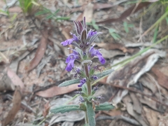 Ajuga australis