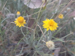 Leucochrysum albicans