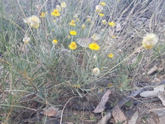 Leucochrysum albicans