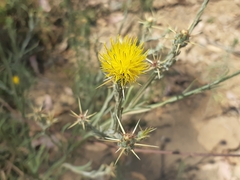 Centaurea solstitialis