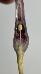 Cryptocoryne crispatula