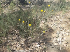 Centaurea solstitialis