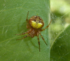 Araneus albotriangulus