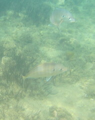 Pseudocaranx georgianus