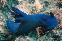 Tambja morosa