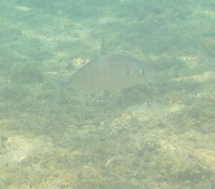 Pseudocaranx georgianus