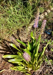 Aechmea gamosepala