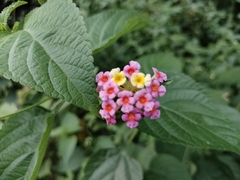 Lantana camara