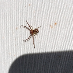 Diaea ambara