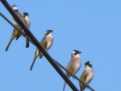 Pycnonotus sinensis formosae