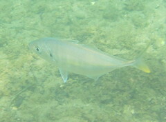 Pseudocaranx georgianus