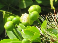Capparis tomentosa