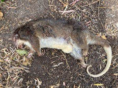 Pseudocheirus occidentalis