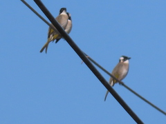 Pycnonotus sinensis formosae