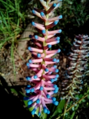 Aechmea gamosepala