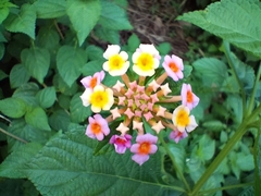 Lantana camara