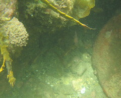 Pempheris adspersa