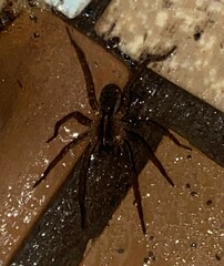 Tigrosa georgicola