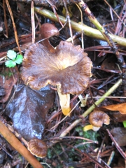 Craterellus lutescens