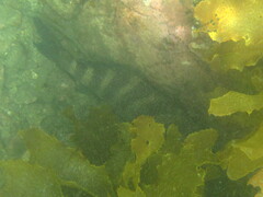 Chirodactylus spectabilis